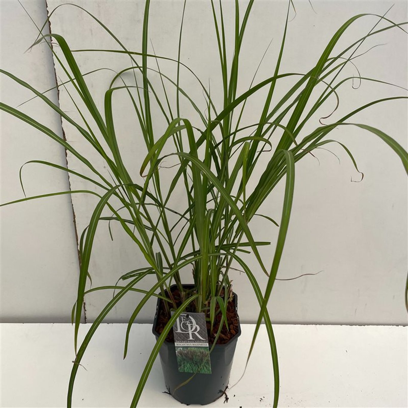 Miscanthus sin. 'Malepartus' - C5